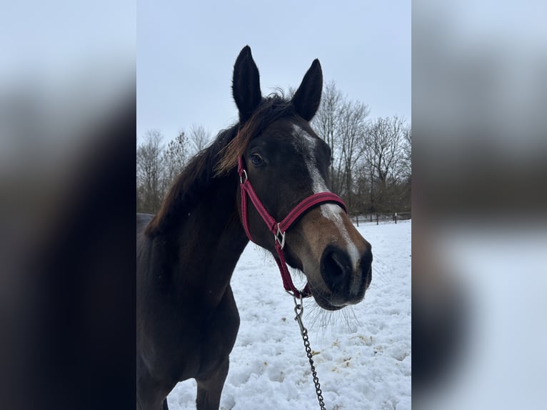 Dänisches Warmblut Stute 2 Jahre 170 cm Brauner in Haslev