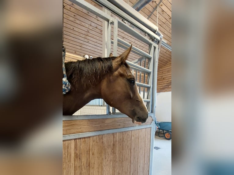 Dänisches Warmblut Stute 2 Jahre 172 cm Fuchs in Horsens