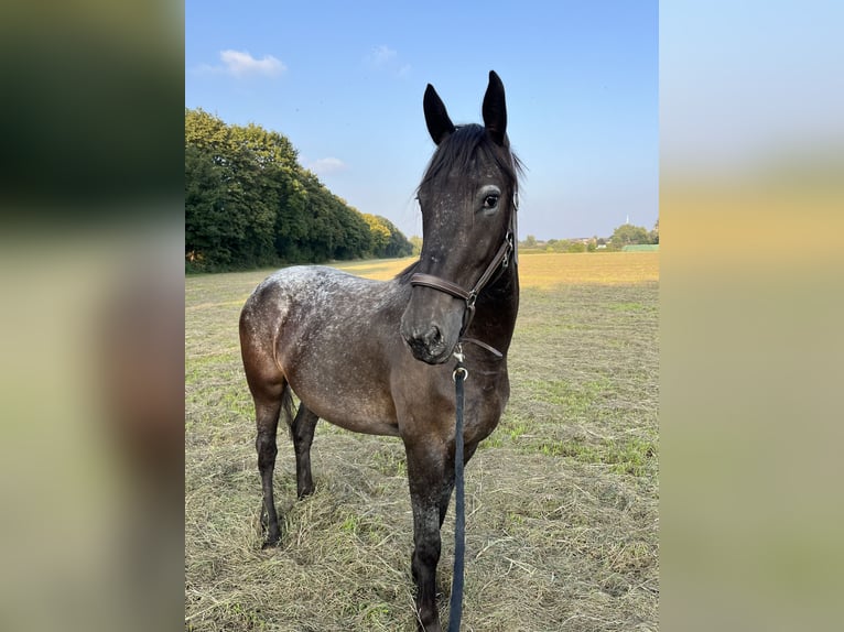 Dänisches Warmblut Mix Stute 3 Jahre 155 cm Schimmel in Essen