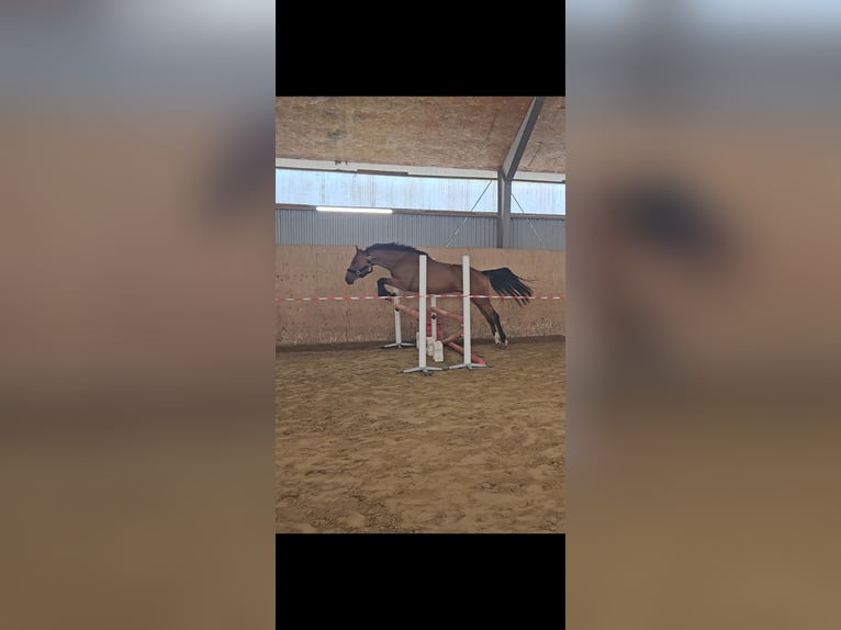 Dänisches Warmblut Mix Stute 3 Jahre 156 cm Rotbrauner in Ljungskile