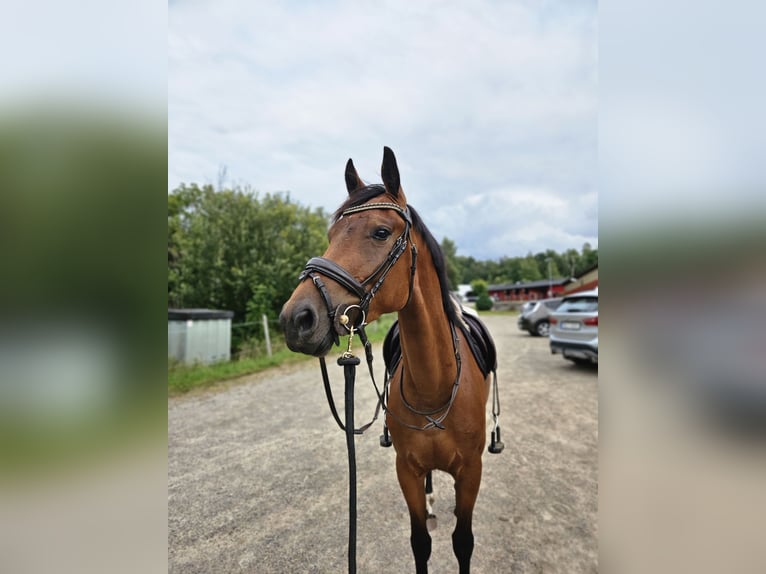 Dänisches Warmblut Mix Stute 3 Jahre 156 cm Rotbrauner in Ljungskile