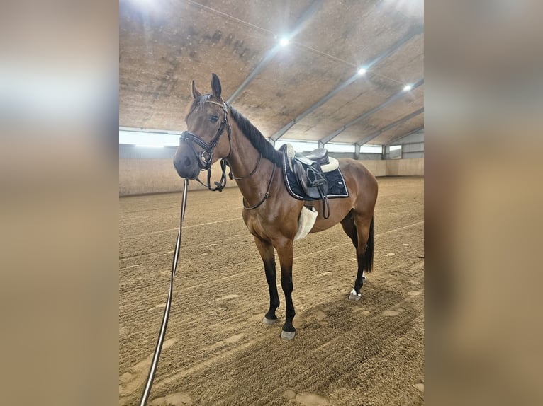 Dänisches Warmblut Mix Stute 3 Jahre 156 cm Rotbrauner in Ljungskile