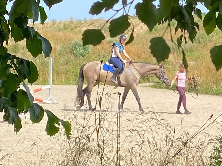 Dänisches Warmblut Stute 3 Jahre 168 cm Schimmel in St&#xF8;vring