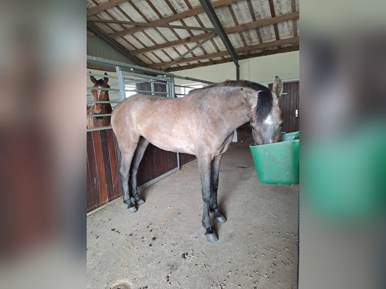 Dänisches Warmblut Stute 3 Jahre 168 cm Schimmel in St&#xF8;vring