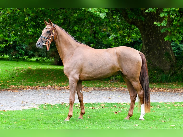 Dänisches Warmblut Stute 3 Jahre 169 cm Fuchs in Aalestrup