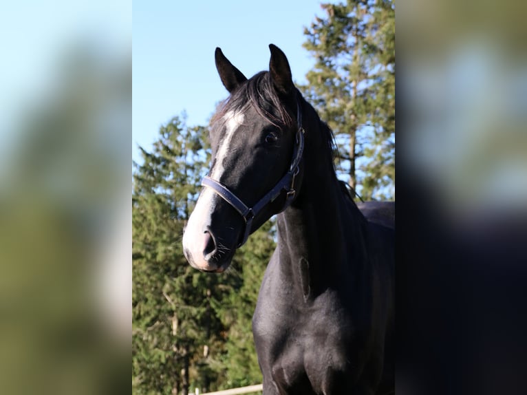 Dänisches Warmblut Stute 3 Jahre 170 cm Rappe in Hadsten