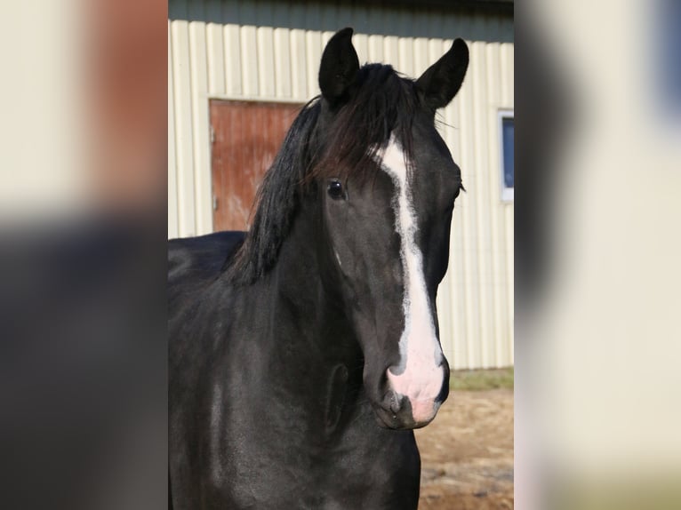 Dänisches Warmblut Stute 3 Jahre 170 cm Rappe in Hadsten