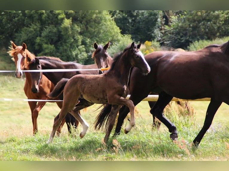 Dänisches Warmblut Stute 3 Jahre 170 cm Rappe in Hadsten