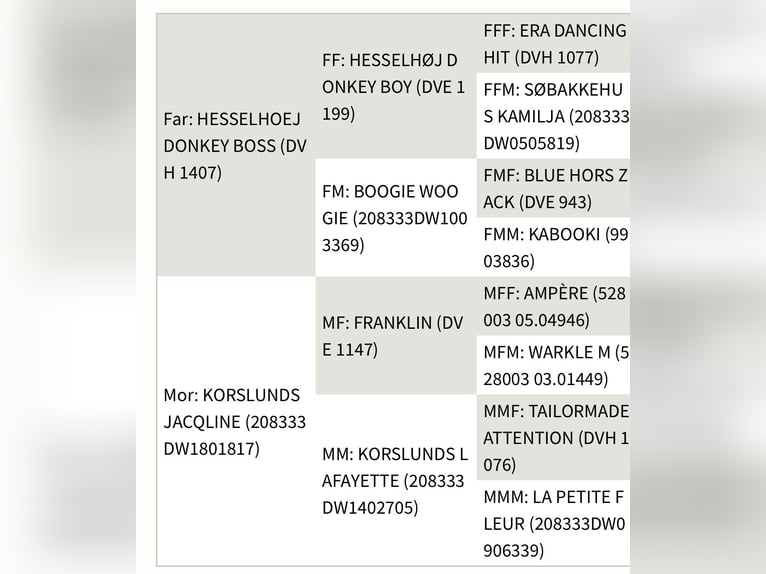Dänisches Warmblut Stute 3 Jahre 172 cm Brauner in Fredericia