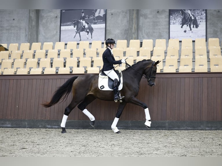 Dänisches Warmblut Stute 3 Jahre 172 cm Brauner in Fredericia
