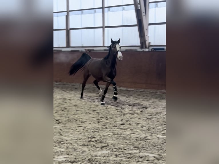 Dänisches Warmblut Stute 3 Jahre 172 cm Brauner in Quickborn
