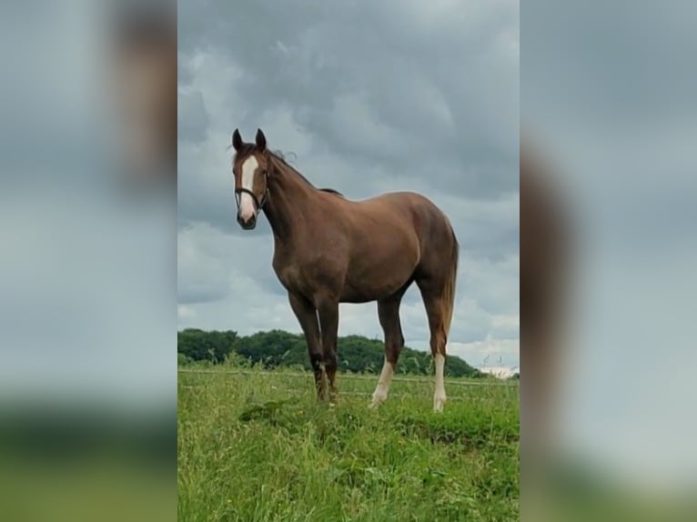 Dänisches Warmblut Stute 3 Jahre 172 cm Fuchs in Horsens