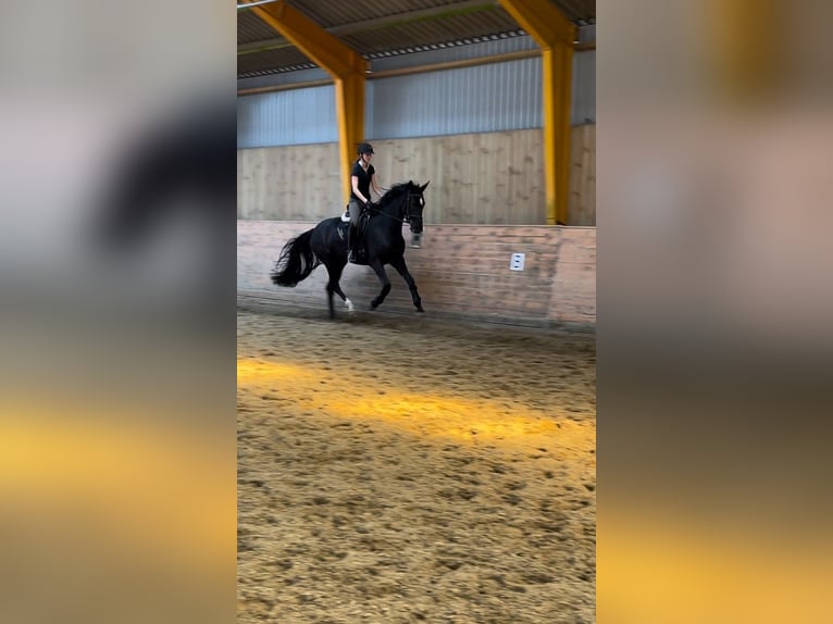 Dänisches Warmblut Stute 3 Jahre 172 cm Rappe in Aabenraa