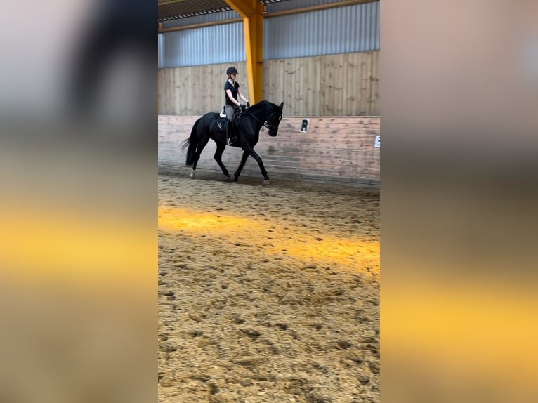 Dänisches Warmblut Stute 3 Jahre 172 cm Rappe in Aabenraa