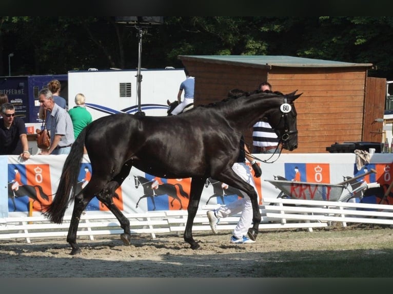 Dänisches Warmblut Stute 3 Jahre 172 cm Rappe in Aabenraa