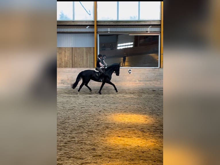 Dänisches Warmblut Stute 3 Jahre 172 cm Rappe in Aabenraa