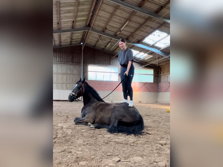 Dänisches Warmblut Stute 4 Jahre 152 cm Rappe in Essen (Oldenburg)