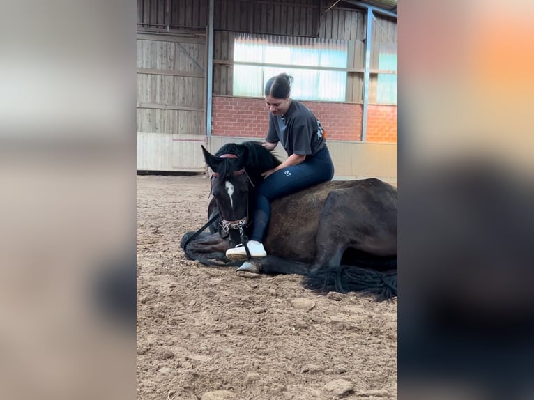 Dänisches Warmblut Stute 4 Jahre 152 cm Rappe in Essen (Oldenburg)