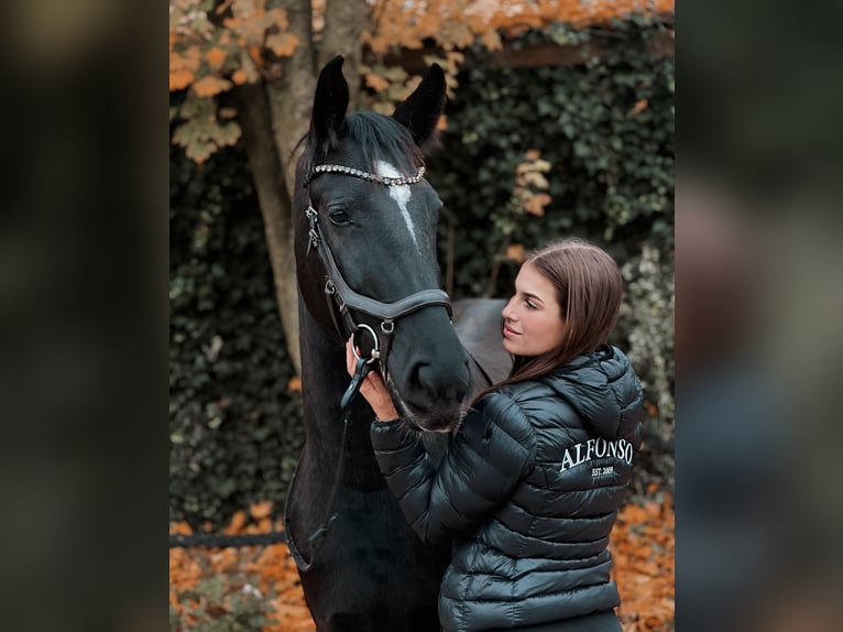 Dänisches Warmblut Stute 4 Jahre 152 cm Rappe in Essen (Oldenburg)