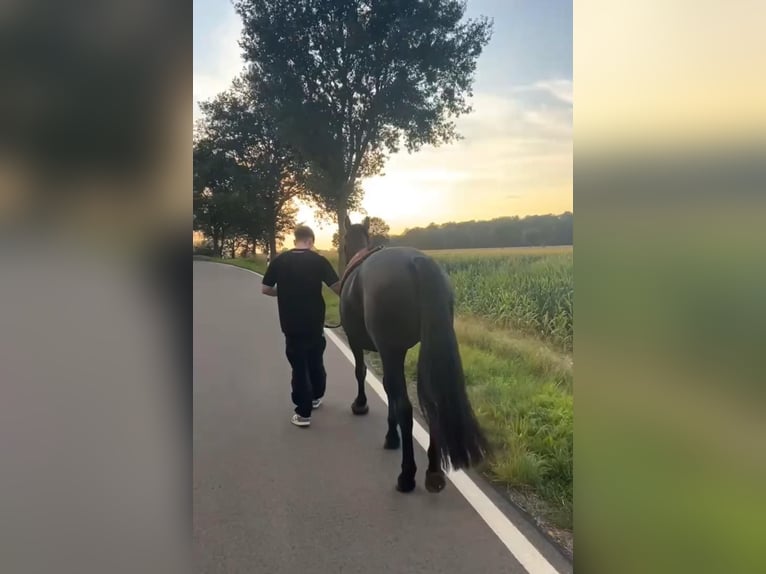 Dänisches Warmblut Stute 4 Jahre 152 cm Rappe in Essen (Oldenburg)