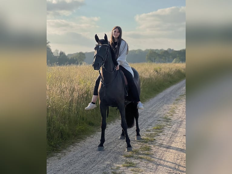 Dänisches Warmblut Stute 4 Jahre 152 cm Rappe in Essen (Oldenburg)