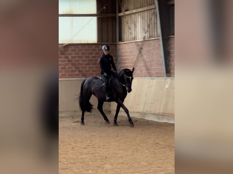 Dänisches Warmblut Stute 4 Jahre 152 cm Rappe in Essen (Oldenburg)