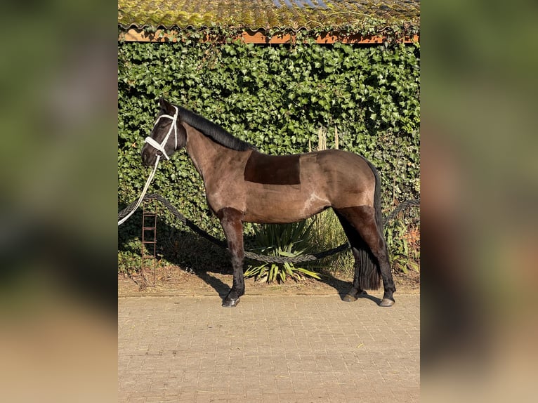 Dänisches Warmblut Stute 4 Jahre 152 cm Rappe in Essen (Oldenburg)