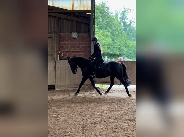 Dänisches Warmblut Stute 4 Jahre 152 cm Rappe in Essen (Oldenburg)