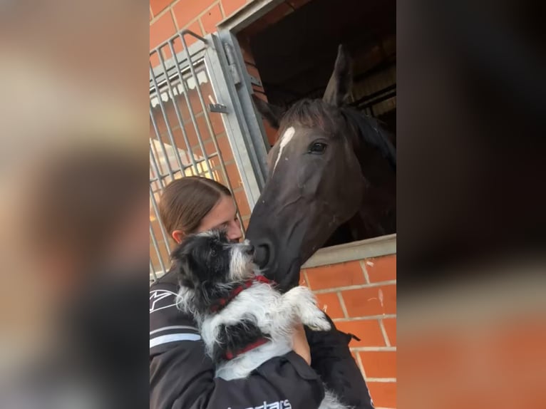 Dänisches Warmblut Stute 4 Jahre 152 cm Rappe in Essen (Oldenburg)