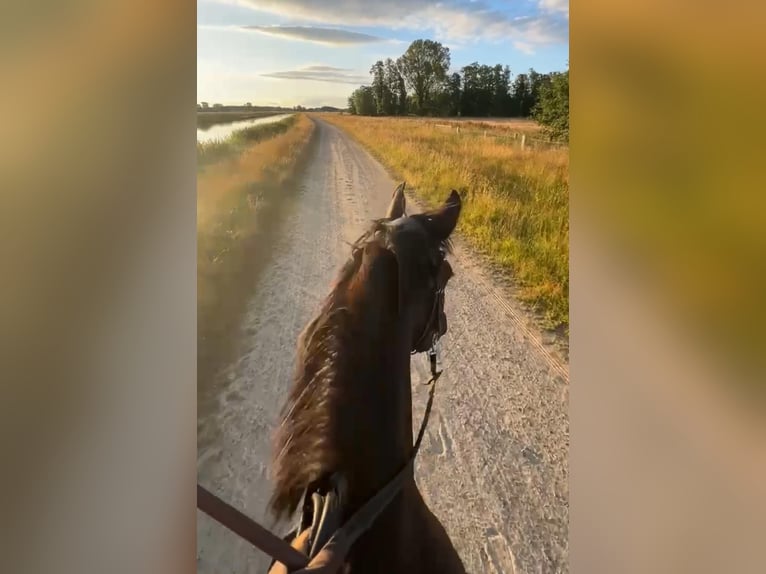 Dänisches Warmblut Stute 4 Jahre 152 cm Rappe in Essen (Oldenburg)