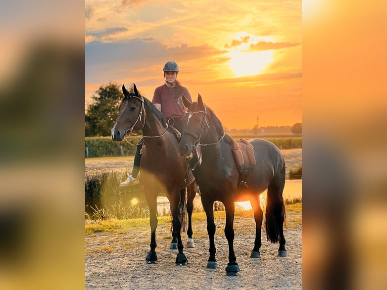 Dänisches Warmblut Stute 4 Jahre 152 cm Rappe in Essen (Oldenburg)