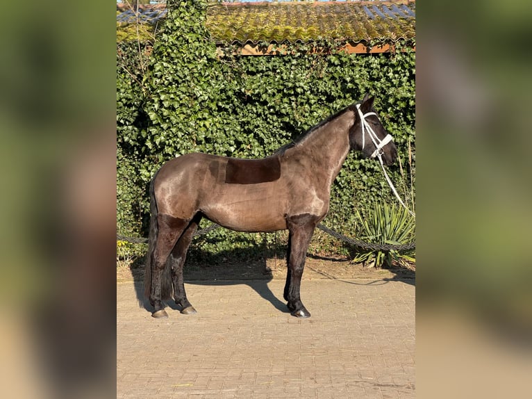 Dänisches Warmblut Stute 4 Jahre 152 cm Rappe in Essen (Oldenburg)