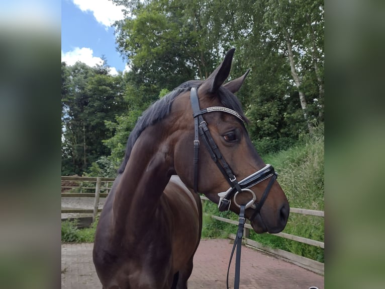 Dänisches Warmblut Stute 4 Jahre 164 cm Dunkelbrauner in Viöl