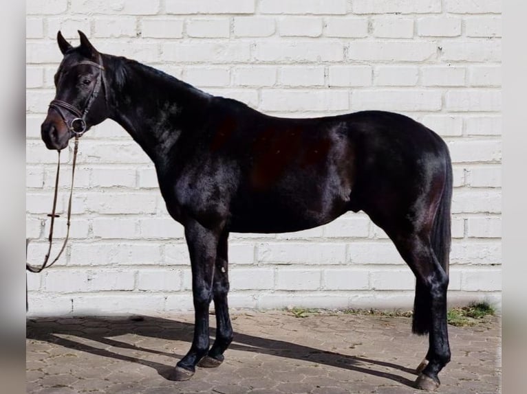 Dänisches Warmblut Stute 4 Jahre 166 cm Rappe in Zernien