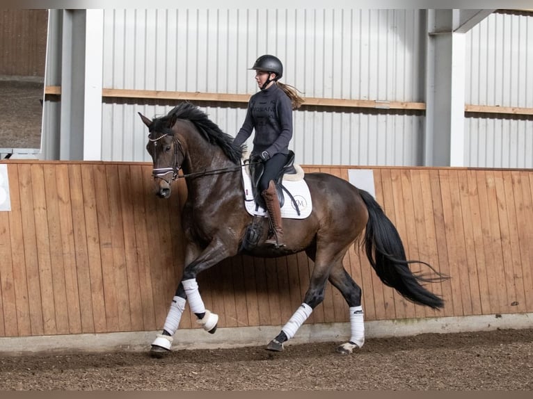 Dänisches Warmblut Stute 4 Jahre 167 cm Brauner in Sulsted