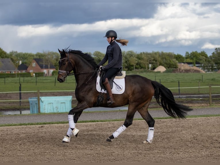 Dänisches Warmblut Stute 4 Jahre 167 cm Brauner in Sulsted