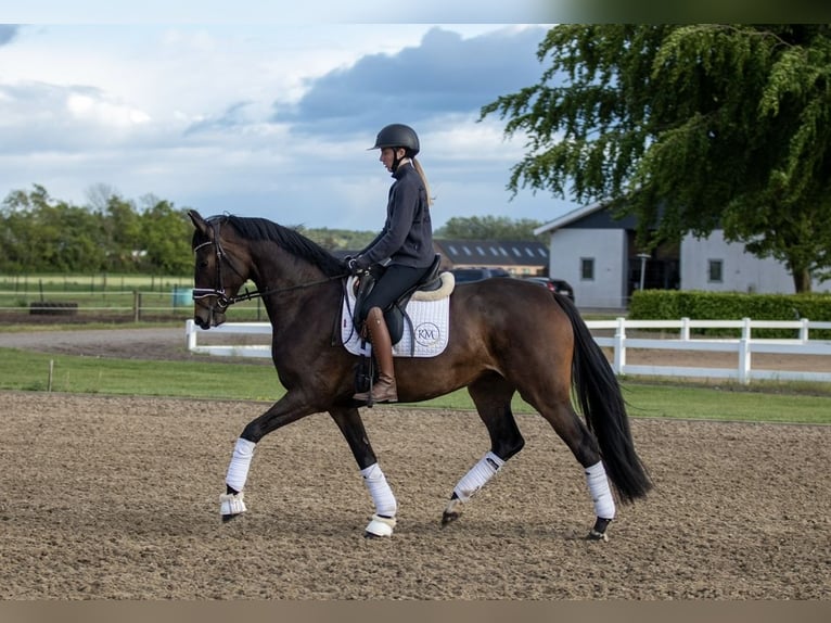 Dänisches Warmblut Stute 4 Jahre 167 cm Brauner in Sulsted
