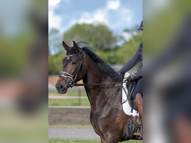 Dänisches Warmblut Stute 4 Jahre 167 cm Brauner in Sulsted