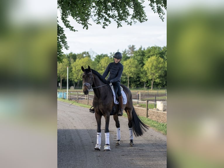 Dänisches Warmblut Stute 4 Jahre 167 cm Brauner in Sulsted