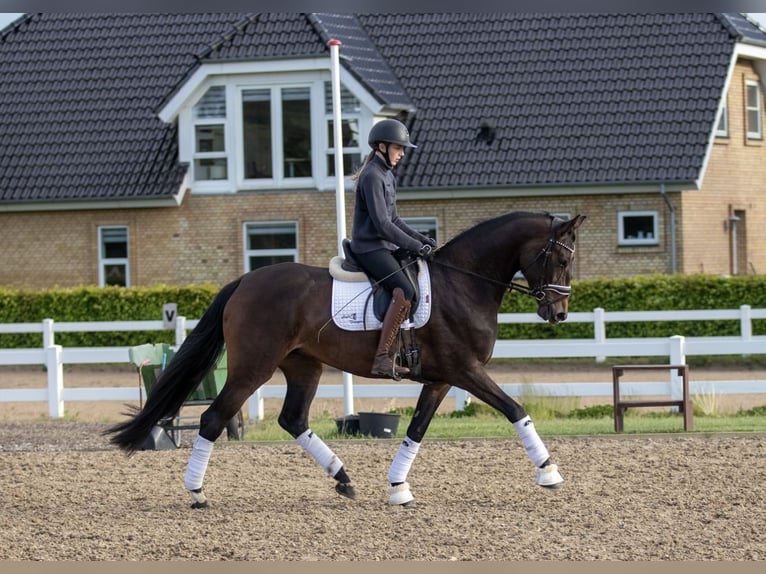 Dänisches Warmblut Stute 4 Jahre 167 cm Brauner in Sulsted