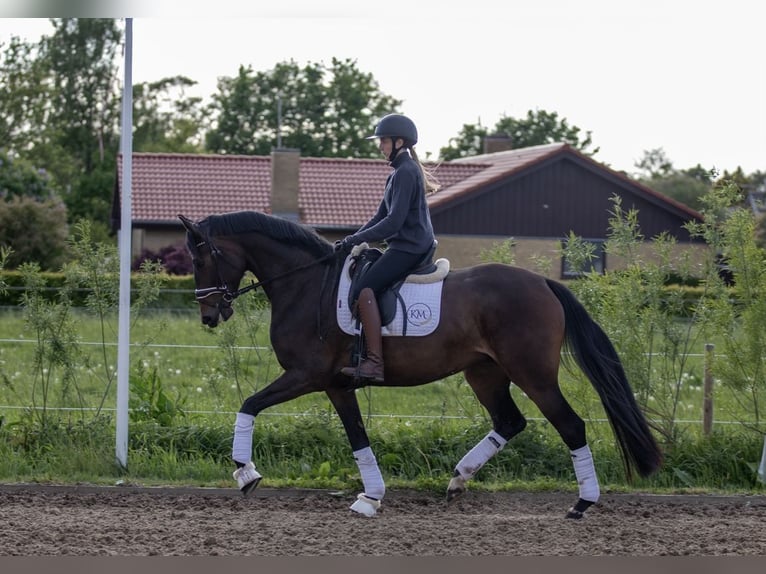 Dänisches Warmblut Stute 4 Jahre 167 cm Brauner in Sulsted