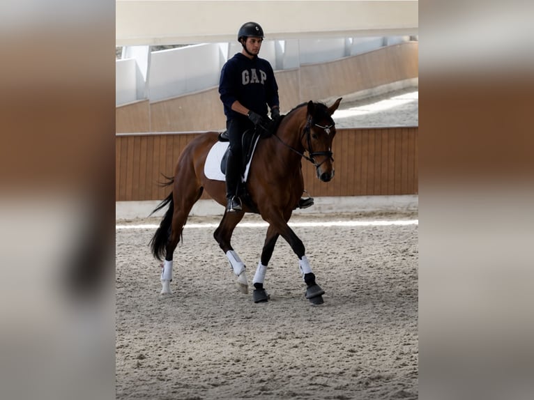 Dänisches Warmblut Stute 4 Jahre 168 cm Brauner in Hérault