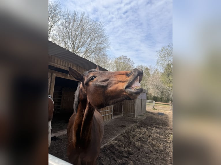 Dänisches Warmblut Stute 4 Jahre 168 cm Dunkelbrauner in Bremerhaven