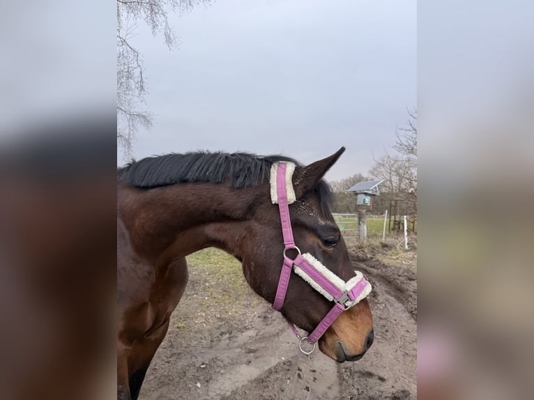 Dänisches Warmblut Stute 4 Jahre 168 cm Dunkelbrauner in Bremerhaven