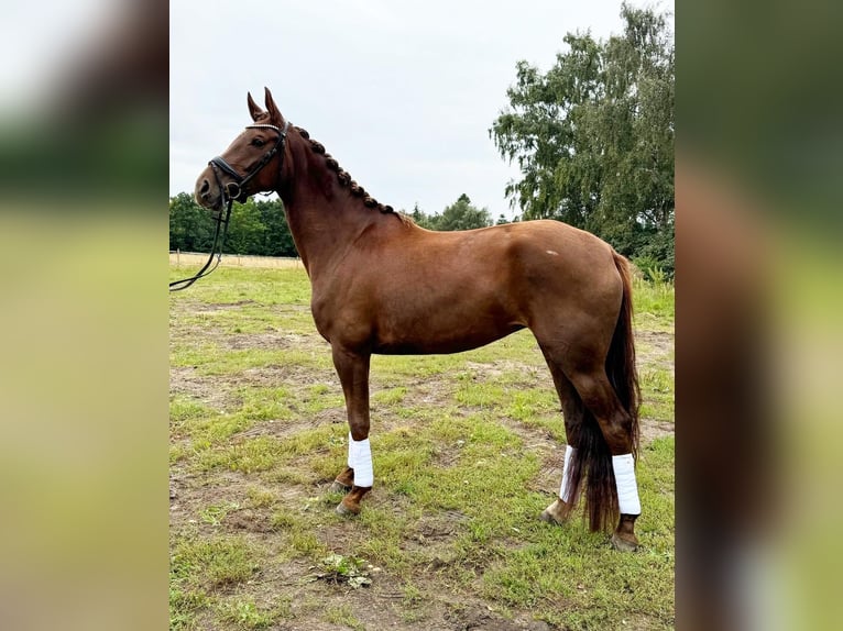 Dänisches Warmblut Stute 4 Jahre 169 cm Dunkelfuchs in Balle