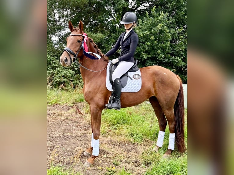 Dänisches Warmblut Stute 4 Jahre 169 cm Dunkelfuchs in Balle