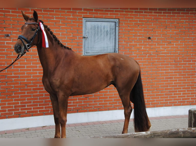 Dänisches Warmblut Stute 4 Jahre 169 cm Dunkelfuchs in Balle