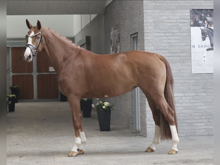 Dänisches Warmblut Stute 4 Jahre 170 cm Red Dun in Asperup
