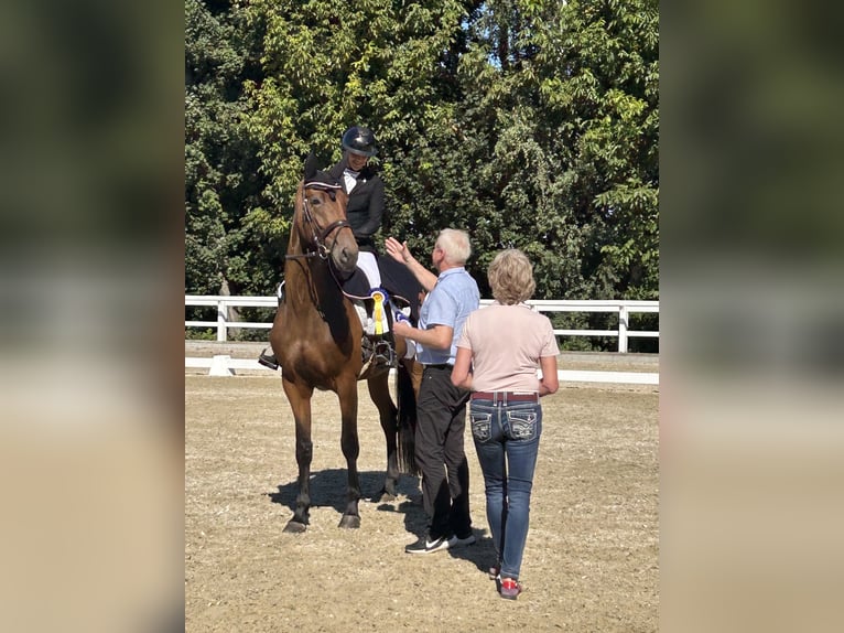 Dänisches Warmblut Stute 4 Jahre 172 cm Brauner in Gundelfingen