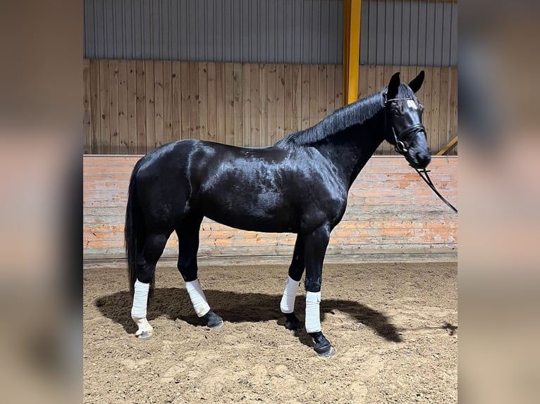 Dänisches Warmblut Stute 4 Jahre 172 cm Rappe in Aabenraa